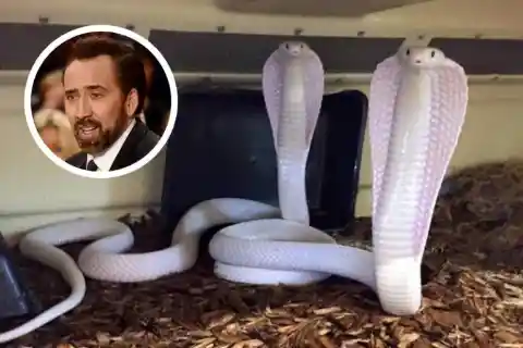 Nicolas Cage’s King Cobras