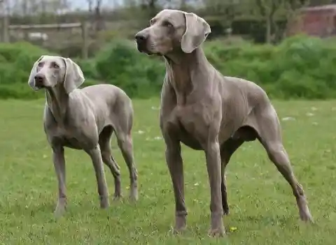 Weimaraner – $3,750