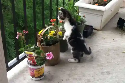 Raccoon’s First Steps Into the Wild