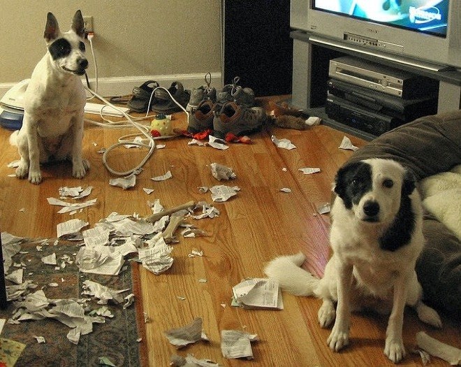 Caught In The Act: Hilarious Photos Of Guilty Pets